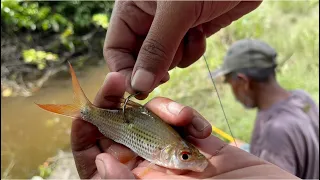 Gunakan Umpan Ini!!! Yang Nyambar Ikan Besar besar