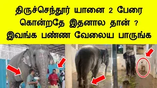 திருச்செந்தூர் யானை 2 பேரை தாக்கியதே இதனால தான் இவங்க பண்ணதை பாருங்க Tiruchendur elephant news tamil