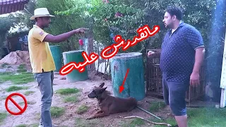 بيتحدانى انه يحل كلبي ميلوو. كنت اموته لو حد حله او قربله @Pashamasr_1
