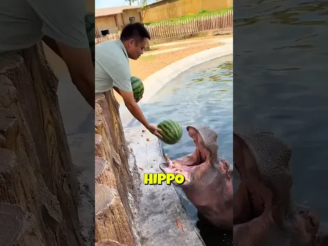 This Hippo Really Wanted a Watermelon 🍉🥹