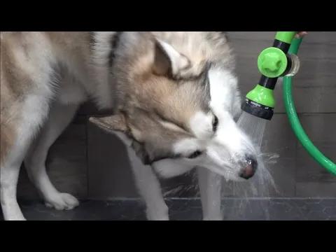 Husky loves water? What is this sorcery?