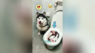 Este gato es súper valiente#funnyshorts #pets #cute #love 