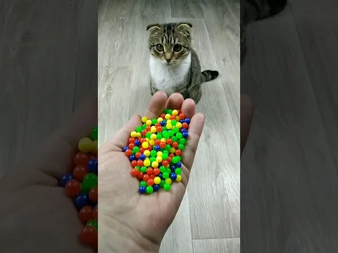 🐱🔴 Reverse Video 📿 Slow motion🐌 #reverse