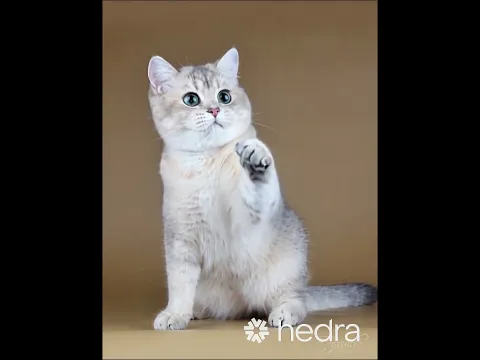 *"قطي يرقص على الإيقاع – لازم تشوف الحركات! 🎶🐱"*
