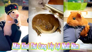 😂 Màn Khui Thú Cưng Lầy Lội Nhất Năm #thúcưng #vậtnuôi #chómèohàihước #funny #pets #cat #cute