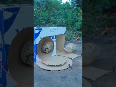 Really Creative Outdoors Quail Trap DIY Using Cardboard Box #Outdoors #survival #skills #camping