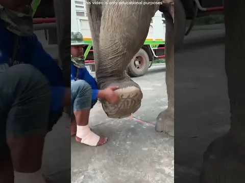 யானை ஏன் அழுதுச்சு தெரியுமா? கால்ல இருந்த உண்மையை பார்த்ததும் எல்லாரும் அதிர்ச்சி #shorts #elephant