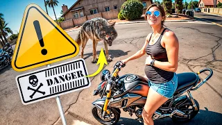 Coyote Encounter Like You've NEVER Seen Before!