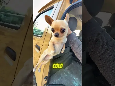 A PATRULHA CANINA ERA DE VERDADE! 🐶🚓