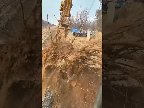 Satisfying process of digging tree Stump