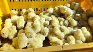 廃棄されるはずだったヒヨコの新しい行き先