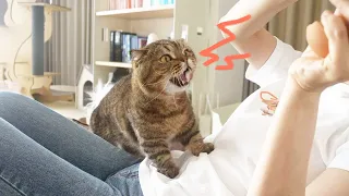 고양이들을 철저하게 무시해봤습니다