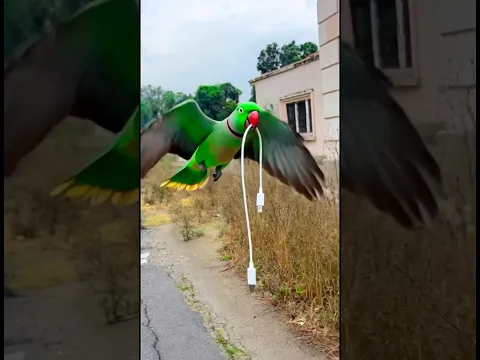 🦜तोता डाटा केबल लेने गया 😍#parrotlover #training #video #parrotlover ❤️#training #parrot ❤️#video