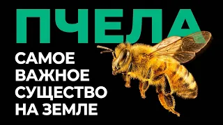 Пчёлы: самое важное существо на планете — полный разбор!