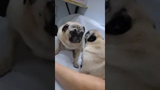 watch my pugs be absolutely adorable. #mypug #pets #dogbreed #dogowner #englishbulldog