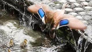 1羽だけ登れない…でも母は見捨てなかった【感動の瞬間】🐤🦆【カルガモ親子】