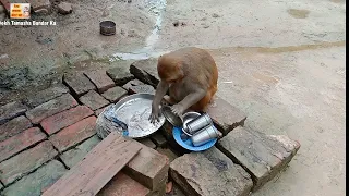 मंकी रानी बहुत बिजी हैं आज।। Monkey मंकी रानी बर्तन साफ कर सकती है 🥰🥰 ।।i love Animals।।