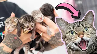 Reuniting My Foster Kittens With Their Feral Mom!