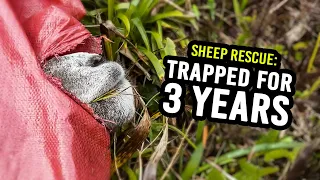 Rescuing the worlds LONELIEST SHEEP!