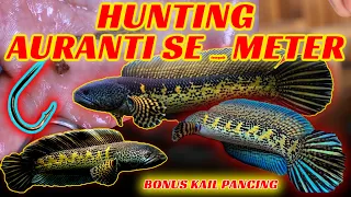 BELI CHANNA BONUS KAIL PANCING 😭 !!! review AURANTI SUPER JUMBO hanya ada di BUDDYFISH