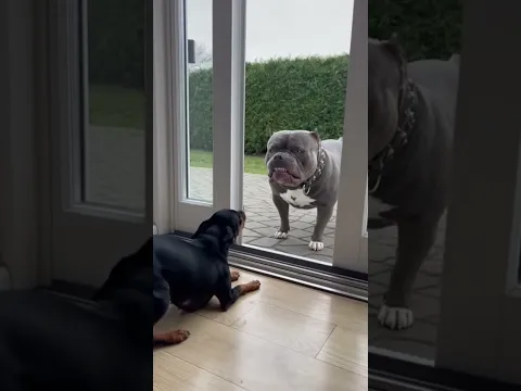 Dobermann vs Pitbull Cute Videos