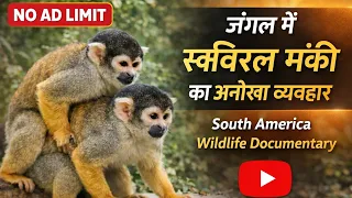जंगल में स्क्विरल मंकी का अनोखा व्यवहार | Wild Squirrel Monkey Behavior