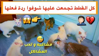 لا يفوتكم الهياط أخر الفيديو 😂💔 القطه الصغيره تتعرف على قططي لأول مره 😍 / Mohamed Vlog