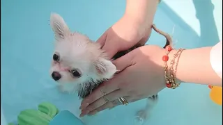 Puppy Barley Bath Time! 🛁🫧🐾