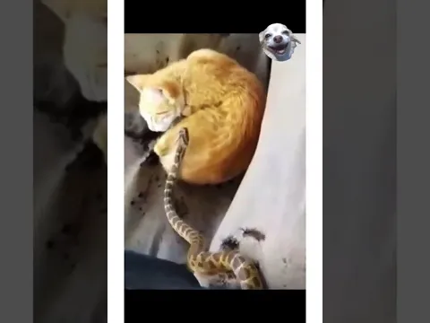 Best Funny Animal Videos compilation  Try not to laugh 😂😂😂😂😂#shorts #animals #dog #cat