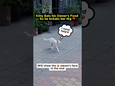 A stray cat is seeking help, but...💔 #shorts