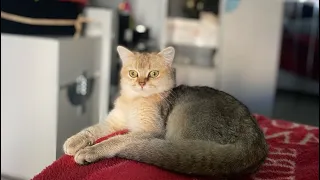 KEDİM KAHVE ANNE OLDU İLK DOĞUMU 4 TANE DOĞURDU😍