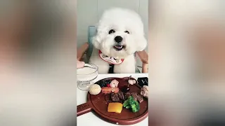 ¡Este perro se esconde muy bien!#funnyshorts #pets #love #cute 