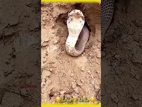شاهد .. كوبرا الملك انتفضت فوقهم