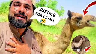 ऊंट के पैर को काट लिया |🥺 Shoking Incident | justice for camel