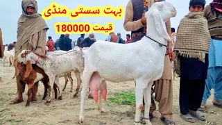 Mohammad Pur Mandi 3 January 2022  rajanpur Mandi 40000  Bakra Mandi  rajanpuri Bakra Ki Mandi