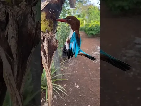 Kingfisher पक्षी पेड़ों में कैसे फसाते हैं? By Wild Adventures