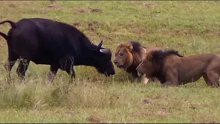 Lion Fierce Attack Kills Leopard And Buffalo