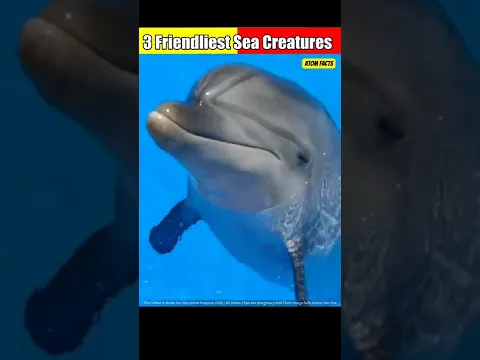 🤯 3 Most Cute And Friendliest Sea Creatures 🐬 In The World 😱 #shorts