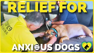 Aggressive and Anxious Dog Training in Myrtle Beach | Sophie’s Emotional Transformation