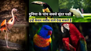दुनिया के पांच सबसे सुंदर पक्षी ! इनके आगे ताजमहल भी फ़ैल है ! Most Beautiful Birds In The World