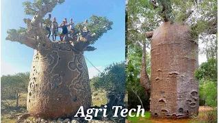 How to Grow a Baobab Tree - God's Tree - The mother of the forest