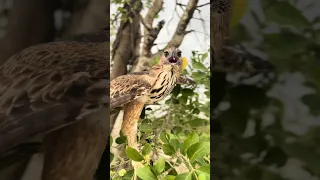 The power of Hawk Eagle hunt birds of prey 