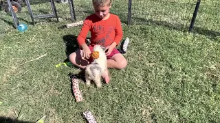 Choc x Rogue F1 mini Aussiedoodles