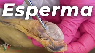 Como se crea el ESPERMA