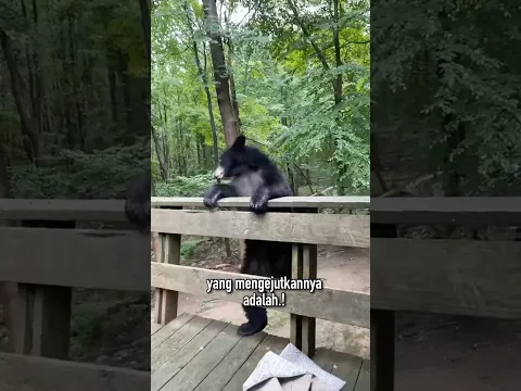Orang-Orang Ini Menyelamatkan Seekor Beruang, Namun Ini Yang Terjadi