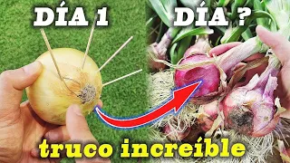 CIENTOS de CEBOLLAS en CASA sin semilla con este TRUCO INFALIBLE