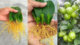 How to grow lemon trees from lemon leaves - With 100% Success