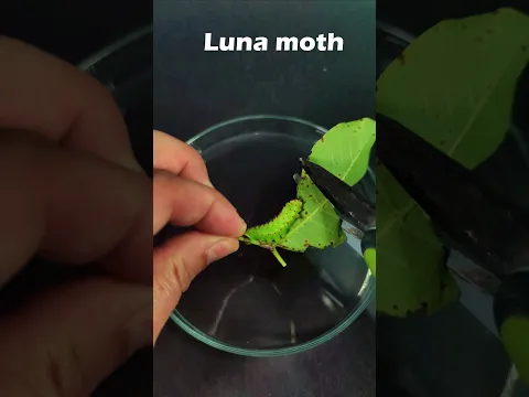 Hungry Luna caterpillar eats a whole walnuts leaf within 48 hours