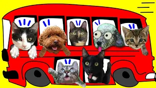 24 horas de vacaciones con gatitos Luna y Estrella y todos mis animales / Videos de gatos y perros
