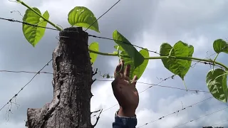 Poda de guía en el cultivo de granadilla